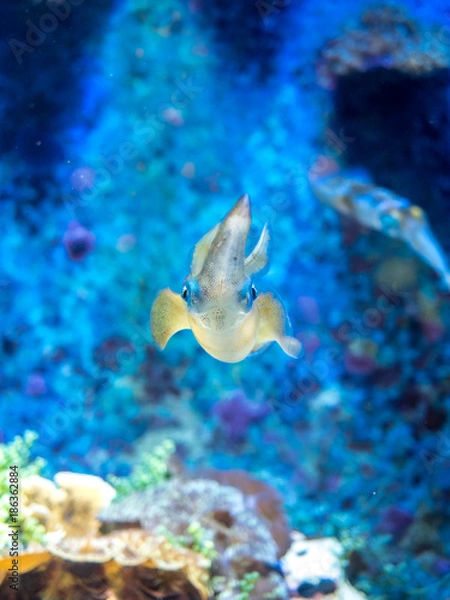 Fototapeta OLYMPUS DIGITAL CAMERA