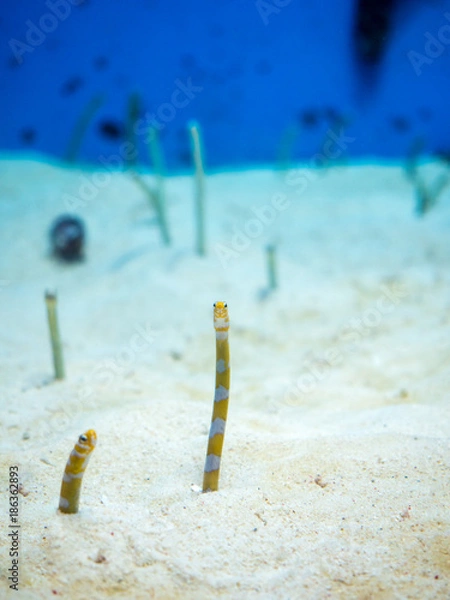 Fototapeta OLYMPUS DIGITAL CAMERA