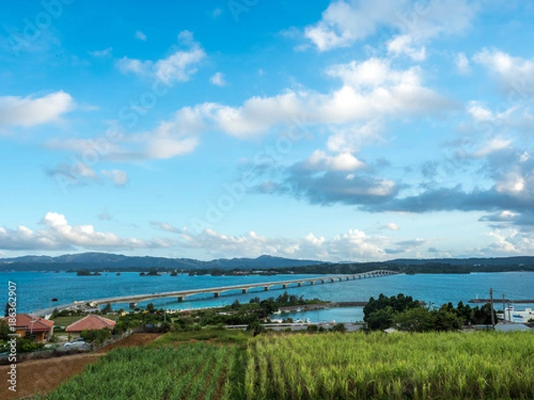 Fototapeta OLYMPUS DIGITAL CAMERA