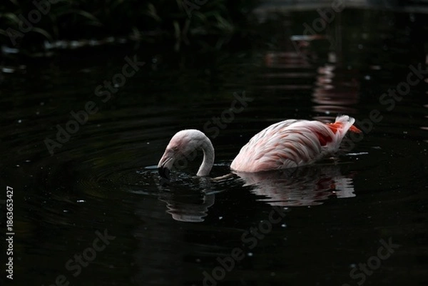 Obraz 水から顔を出したチリーフラミンゴ