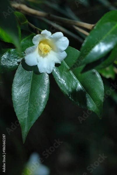 Obraz 白い椿、侘助