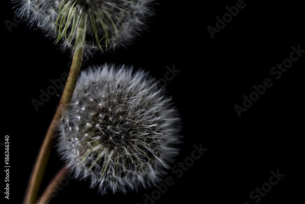 Obraz Dandelion with black background