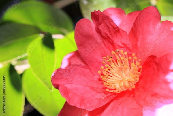 Obraz 日本の冬に咲いたサザンカ