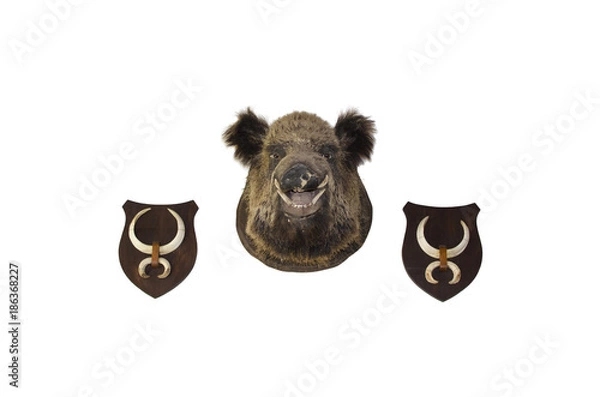 Obraz Trofeum dzika i kły