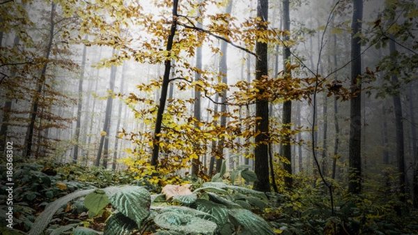 Obraz Autumn color explosion