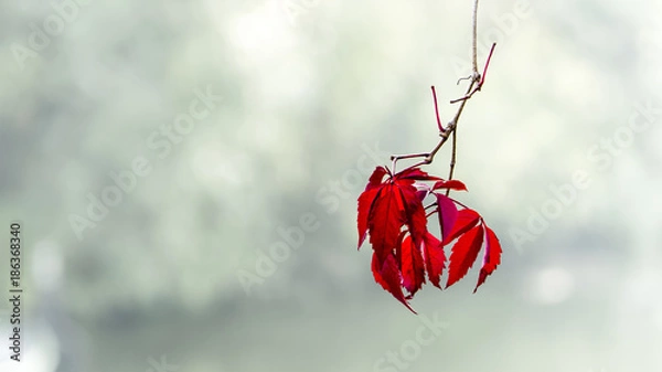 Obraz Autumn color explosion