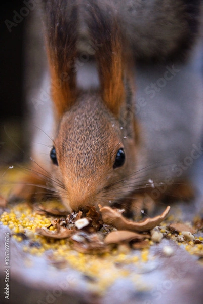 Obraz squirrel eating nut