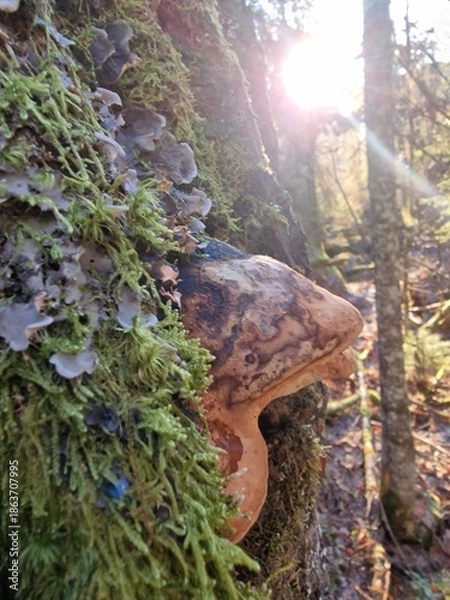 Obraz Haploporus odorus 