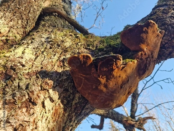 Obraz Phellinus robustus on oak