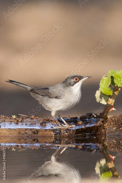 Fototapeta Sylvia melanocephala