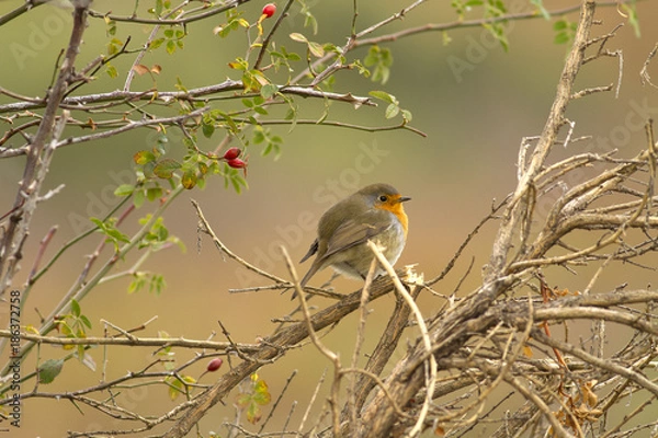 Fototapeta Erihacus rubecula
