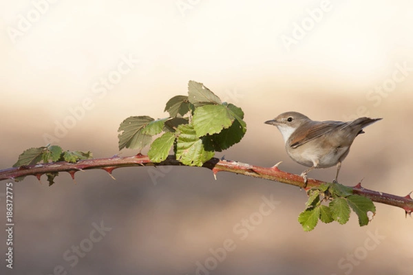 Fototapeta Sylvia conspicillata