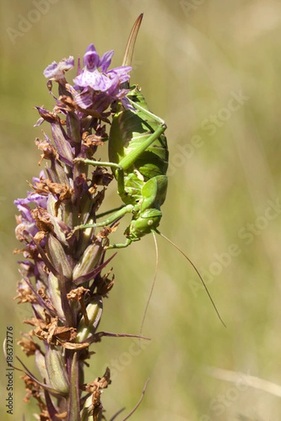 Fototapeta steropleurus