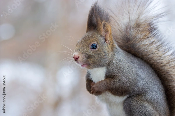 Obraz エゾリス 冬