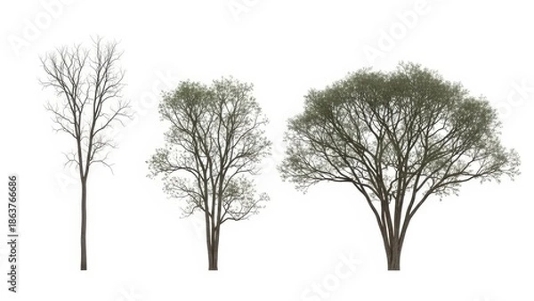 Obraz Tree Silhouette Set Isolated on White Background, Nature Elements