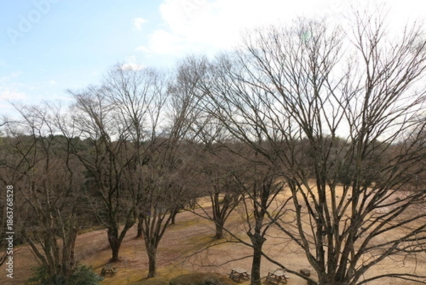 Obraz 森林公園