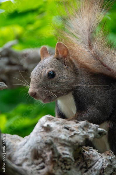 Obraz エゾリス 夏