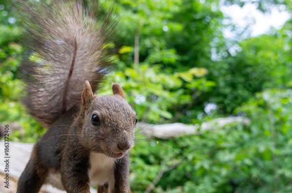 Obraz エゾリス 夏