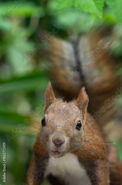 Obraz エゾリス 夏