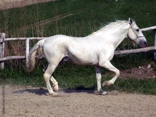 Obraz white horse