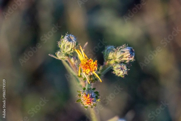 Obraz bee on a flower