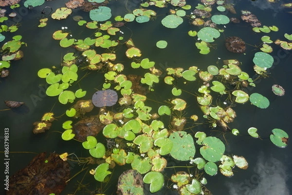 Fototapeta lily pads