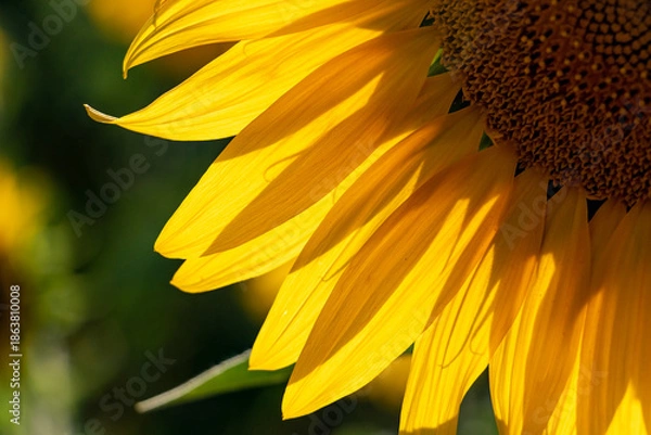 Obraz sunflower close up