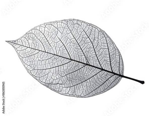 Obraz Delicate, translucent leaf skeleton, showing intricate vein structure, on black