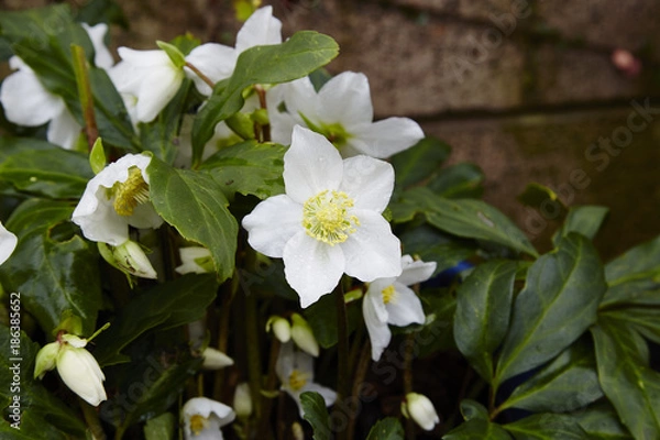 Obraz Helleborus niger