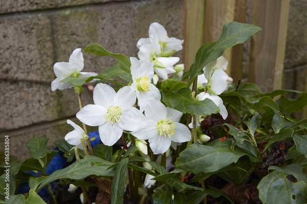 Obraz Helleborus niger