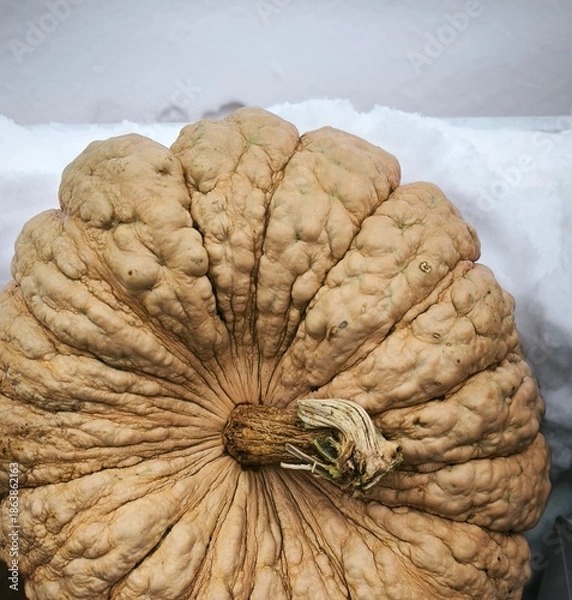Obraz Ripe pumpkin