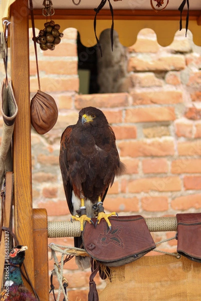 Obraz falconry hawk at castle