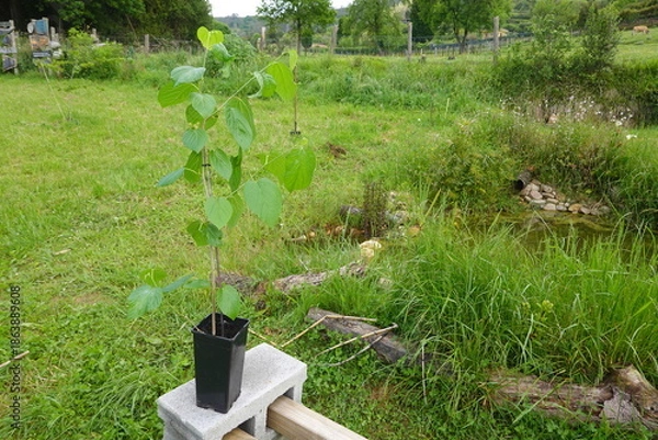 Fototapeta Mulberry sapling on planter box for planting