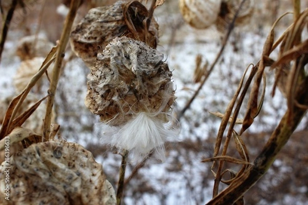 Obraz Winter Milk Weed 3