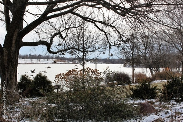 Obraz Winter in the Park