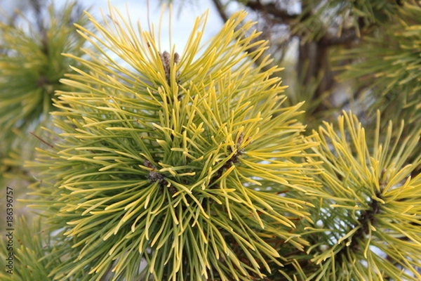 Obraz Golden Needles