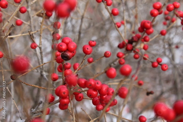 Obraz Red Berry Winter