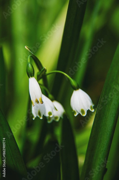 Obraz Flor da delicadeza e pureza para trazer sorte