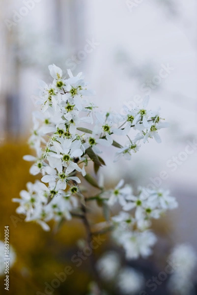 Obraz Small White Flowers