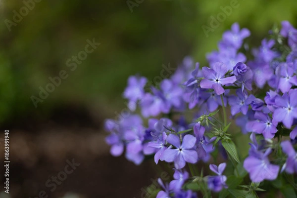 Obraz Creeping Phlox