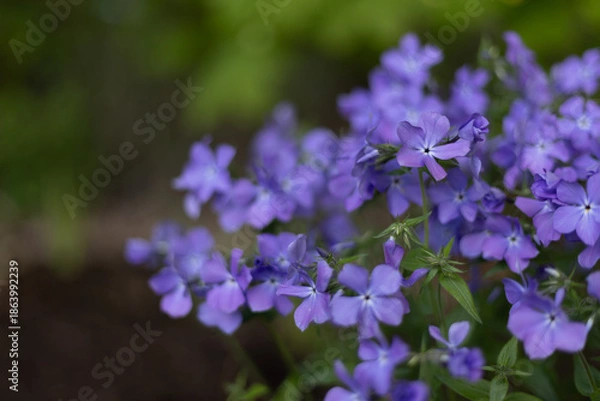 Obraz Creeping Phlox