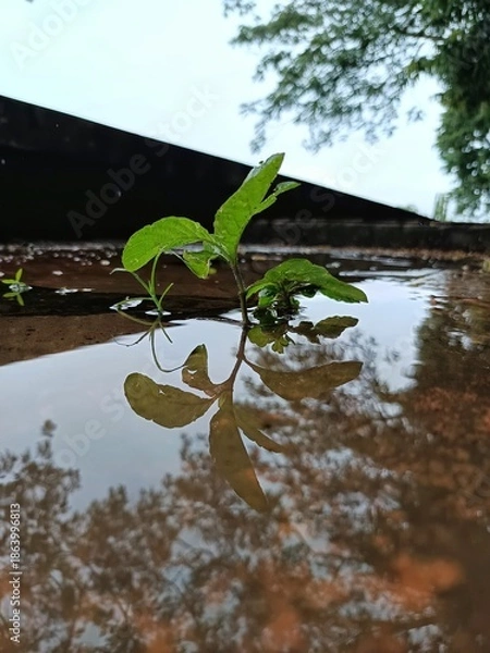 Obraz Small plant growing in rain puddle reflection