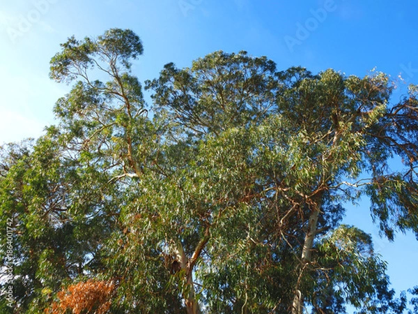 Fototapeta Common eucalyptus tree eucalyptus globulus
