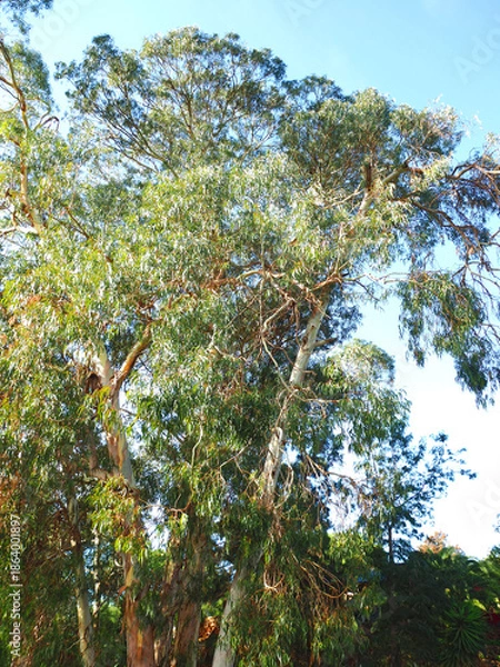 Fototapeta Common eucalyptus tree eucalyptus globulus