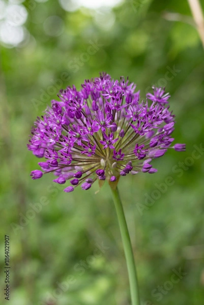 Obraz Allium