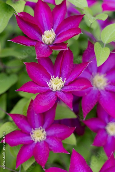Obraz Clematis