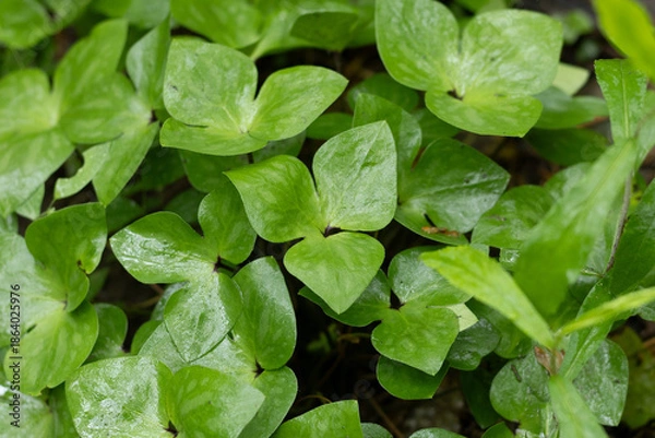 Obraz Woodland Ephemeral