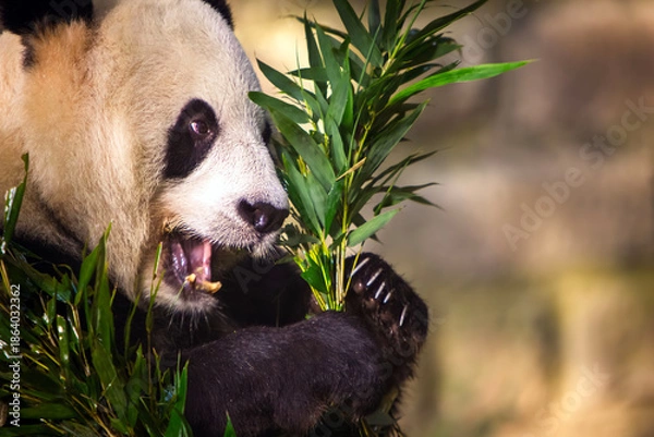 Obraz panda eating bamboo
