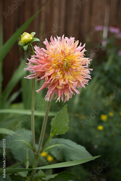 Obraz Dahlia