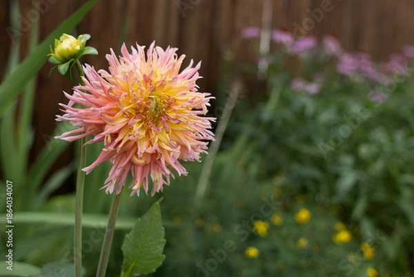 Obraz Dahlia
